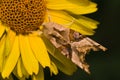 Angle shades on sunflower