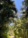 Angle shot of a narrow avenue with multiple palms around leading to the beach Royalty Free Stock Photo