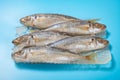 angle view frozen brown-striped mackerel scads on blue background