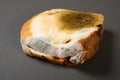 angle view moldy bread on dark background Royalty Free Stock Photo