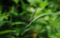 Angle view of an Orange-tailed marsh dart damselfly\'s face