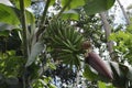 Angle view of a partially opened Banana inflorescence growing on the plant