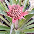 angle view Pineapple fruit tree