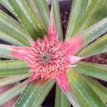 angle view Pineapple fruit tree Royalty Free Stock Photo