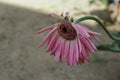 Angle view of a pink Gerbera flower with half of the petals in the garden Royalty Free Stock Photo