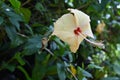 Angle view of a pistil of a light orange color Chinese hibiscus flower