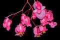 Angle wings begonia coccinea hart flowers