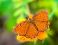 Angled Castor, Ariadne ariadne butterfly feeding on flowers