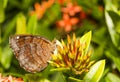 Angled castor butterfly & x28; Ariadne ariadne & x29; resting on flower