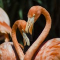 Flamingos make a Heart
