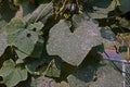 Angled loofah, cucurbits plant grow for its unripe fruits as a vegetable, leaves damage from pest leaf miner worm and fungus leave