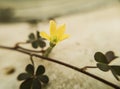 single yellow flower on a vine with leaves