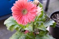 Angled view of a bright pink Gerber daisy Royalty Free Stock Photo