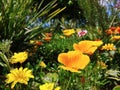 Angled view of orange flowers with a lush green background