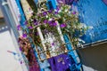 An angled view of a rusted white lantern filled with flowering lobelia against a blue wall. Royalty Free Stock Photo