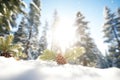 angled view of snowy evergreens with sun flare Royalty Free Stock Photo