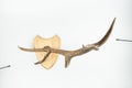 An angled view of a whitetail deer antler isolated on white Royalty Free Stock Photo