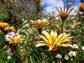 Angled view of yellow red and white flowers in the garden with colorful flowers and blue skies Royalty Free Stock Photo