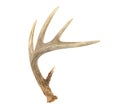 Angled Whitetail Deer Antler Royalty Free Stock Photo