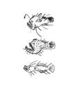 Angler Deep sea fish hand drawing set. Vector illustration Royalty Free Stock Photo