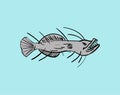 Angler Deep sea fish hand drawing. Vector illustration Royalty Free Stock Photo