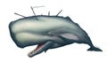 Big sperm albino monster whale realistic illustration isolated.