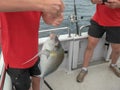 Angler holding a freshly caught grey morwong Royalty Free Stock Photo