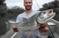 Angler holds big Asp fish Royalty Free Stock Photo