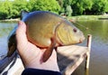 angler holds a tench fish caught on a fishing rod Royalty Free Stock Photo