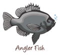 Anglerfish, Color Illustration Royalty Free Stock Photo