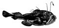 Anglerfish vintage illustration Royalty Free Stock Photo