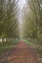 Anglesey Abbey in the sun Royalty Free Stock Photo