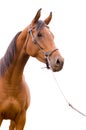 Anglo-arab horse Royalty Free Stock Photo