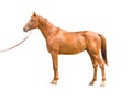 Anglo-arab horse