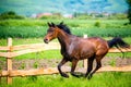 Anglo Arabian horse running wild and free in summer time Royalty Free Stock Photo