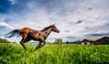 Anglo Arabian horse running wild and free in summer time Royalty Free Stock Photo