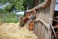 Anglo arabian purebred mares and foals eating dry hay summertime Royalty Free Stock Photo