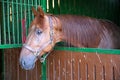 Anglo-arabian racehorse watching other horses out of the stable Royalty Free Stock Photo