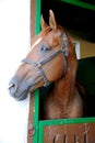 Anglo-arabian racehorse watching other horses out of the stable Royalty Free Stock Photo