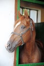 Anglo-arabian racehorse watching other horses out of the stable Royalty Free Stock Photo