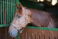 Anglo-arabian racehorse watching other horses out of the stable Royalty Free Stock Photo