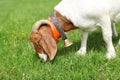 Anglo nubian / Boer goat male grazing on meadow, detail on head.