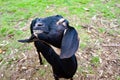 Black Anglo-Nubian Goat.