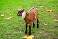 Young Anglo-Nubian Goat in a field