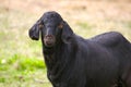 Anglo-Nubian goat Royalty Free Stock Photo