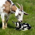 Anglo Nubian goat cares for her baby in farm setting