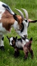 Anglo Nubian goat cares for her baby in farm setting