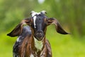 Anglo-Nubian goat close-up