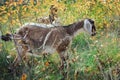 Anglo-Nubian goat eating grass in a meadow. Royalty Free Stock Photo