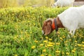Anglo Nubian goat grazing, eating grass on meadow full of dandel Royalty Free Stock Photo